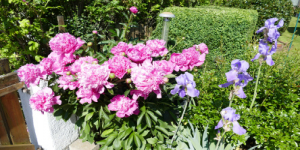 Unser (schöner) Garten